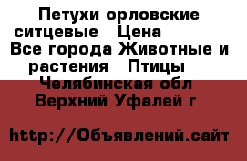 Петухи орловские ситцевые › Цена ­ 1 000 - Все города Животные и растения » Птицы   . Челябинская обл.,Верхний Уфалей г.